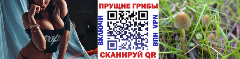 Купить закладки  Минеральные Воды  Галлюциногенные грибы MAGIC MUSHROOMS 